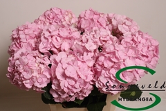 Hydrangea Pinky 60cm 16-18cm Hd
