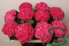 Hydrangea Royal Anastasia Pink 75cm 17-19cm Hd
