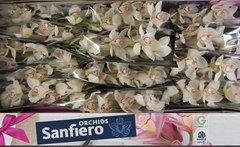Cymbidium Mrs. Sugar Lee 50cm