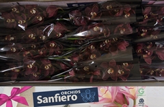 Cymbidium Priwine 50cm