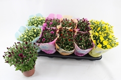 Chrysanth Milkshake Mix 12Ø 23cm