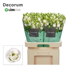 Eustoma Double Rosita White 70cm