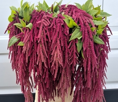 Amaranthus Caudatus Red Cord 75cm
