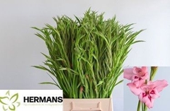 Gladiolus Nanus Summer Love 65cm 25gr.