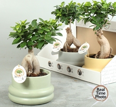 Ficus Microcarpa Ginseng 19Ø 40cm