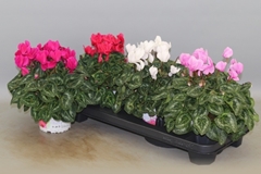 Cyclamen Super Serie Xl 13Ø 30cm