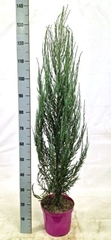 Juniperus Blue Arrow 23Ø 130cm