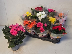 Begonia Double Mix 9Ø 25cm