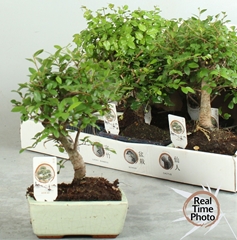 Bonsai Mix 15Ø 20cm