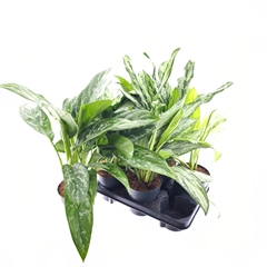 Aglaonema Mix 14Ø 45cm