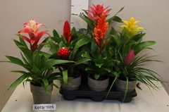 Bromelia Mix 12Ø 35cm