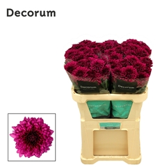 Chrysanth Single Lamira 70cm 85gr.
