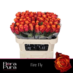 Rosa Fire Fly 70cm