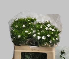 Dianthus Barb Sweet Will White 50cm
