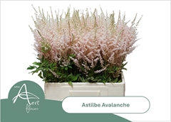Astilbe Avalanche 65cm
