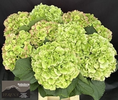 Hydrangea White Verena Classic 60cm 16-18cm Hd