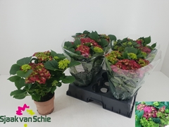 Hydrangea Hi Fire 14Ø 36cm 5bl
