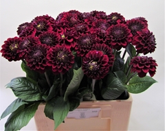 Dahlia Black Fox 60cm