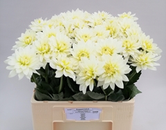 Dahlia Karma Maarten Zwaan 60cm