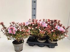 Abelia Grandiflora 13Ø 35cm