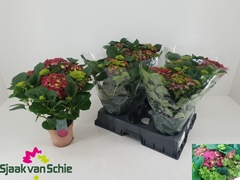Hydrangea Hi Fire 14Ø 36cm 7bl