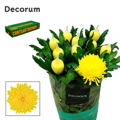 Chrysanth Single Maracuja 70cm 95gr.