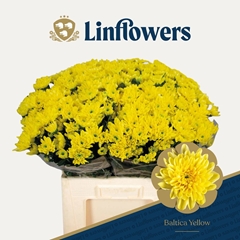 Chrysanth Spray Baltica Yellow 60cm 50gr.