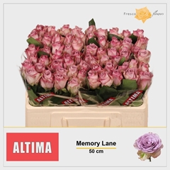Rosa Memory Lane! 50cm