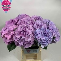 Hydrangea Royal Benefit Pink 60cm 16-18cm Hd