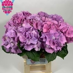 Hydrangea Royal Benefit 60cm 14-16cm Hd