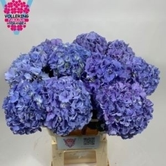 Hydrangea Royal Pride 60cm 16-18cm Hd