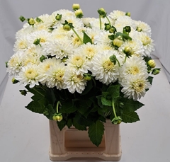 Dahlia Snow Cap 55cm