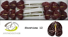 Anthurium Showtime 13cm Hd