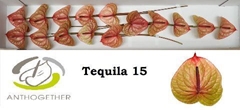 Anthurium Tequila 7cm Hd
