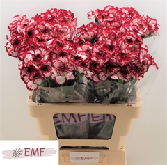 Dianthus Single Baccarat 60cm