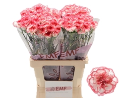 Dianthus Single Bacarat Pink 65cm
