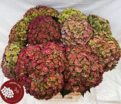 Hydrangea Royal Anastasia Classic 80cm 20-22cm Hd