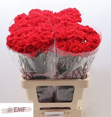 Dianthus Single Grand Slam 65cm