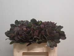 Cotinus Coggygria Royal Purple 50cm
