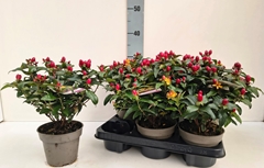 Hypericum Inodorum 13Ø 30cm