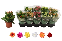 Kalanchoe Double Rosaline Mix 12Ø 27cm
