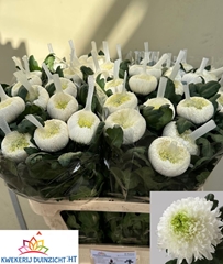 Chrysanth Single Magnum 80cm 140gr.
