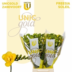 Freesia Double Soleil 50cm 20gr.