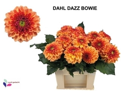 Dahlia Dazz Bowie 60cm