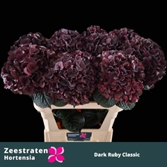Hydrangea Dark Ruby Classic 65cm 18-20cm Hd