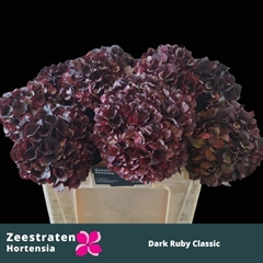 Hydrangea Dark Ruby Classic 50cm 14-16cm Hd