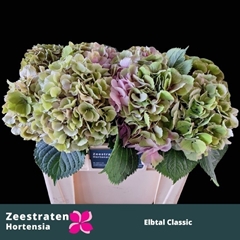 Hydrangea Elbtal Classic 50cm 14-16cm Hd
