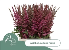Astilbe Loud And Proud 50cm