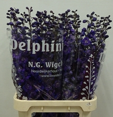 Delphinium Double Dewi Chrissy 100cm