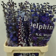 Delphinium Double Dewi Chrissy 90cm